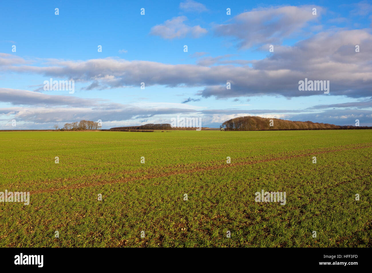 Nuvole nel cielo blu su verdi campi di cereali invernali e bosco a Yorkshire wolds. Foto Stock