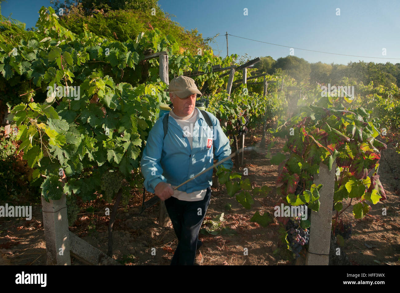 Un agricoltore che lavorano in una vigna, Celanova, provincia di Orense, regione della Galizia, Spagna, Europa Foto Stock