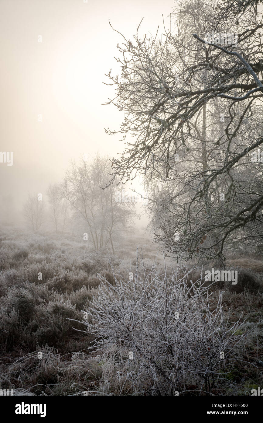 Paesaggio invernale di brughiera e alberi in nebbia gelida. Frensham comune nella zona di Surrey Hills di eccezionale bellezza naturale, Regno Unito Foto Stock