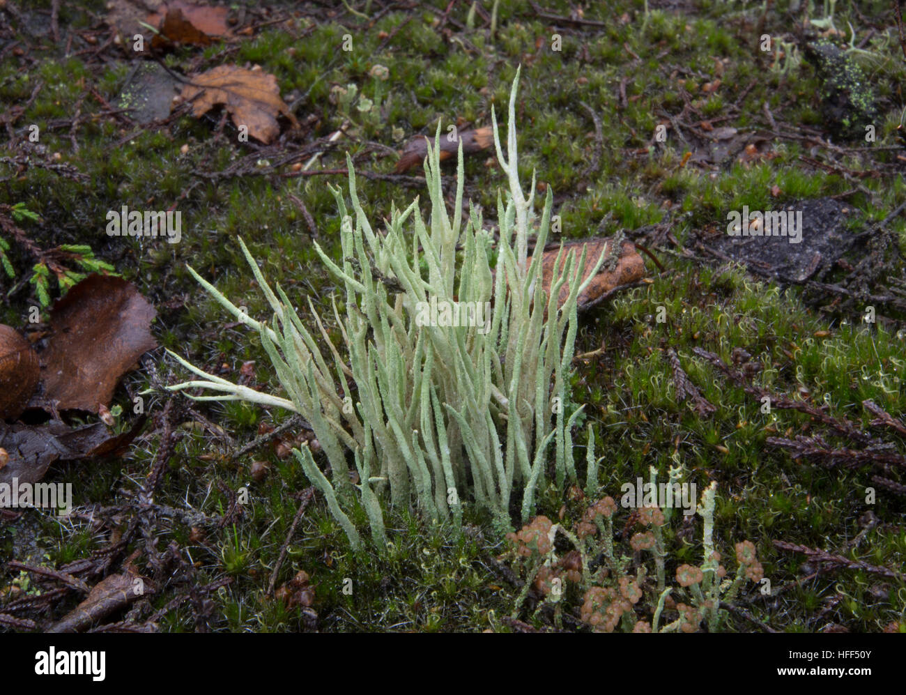 Close-up di lichene verde (Cladonia specie) Foto Stock