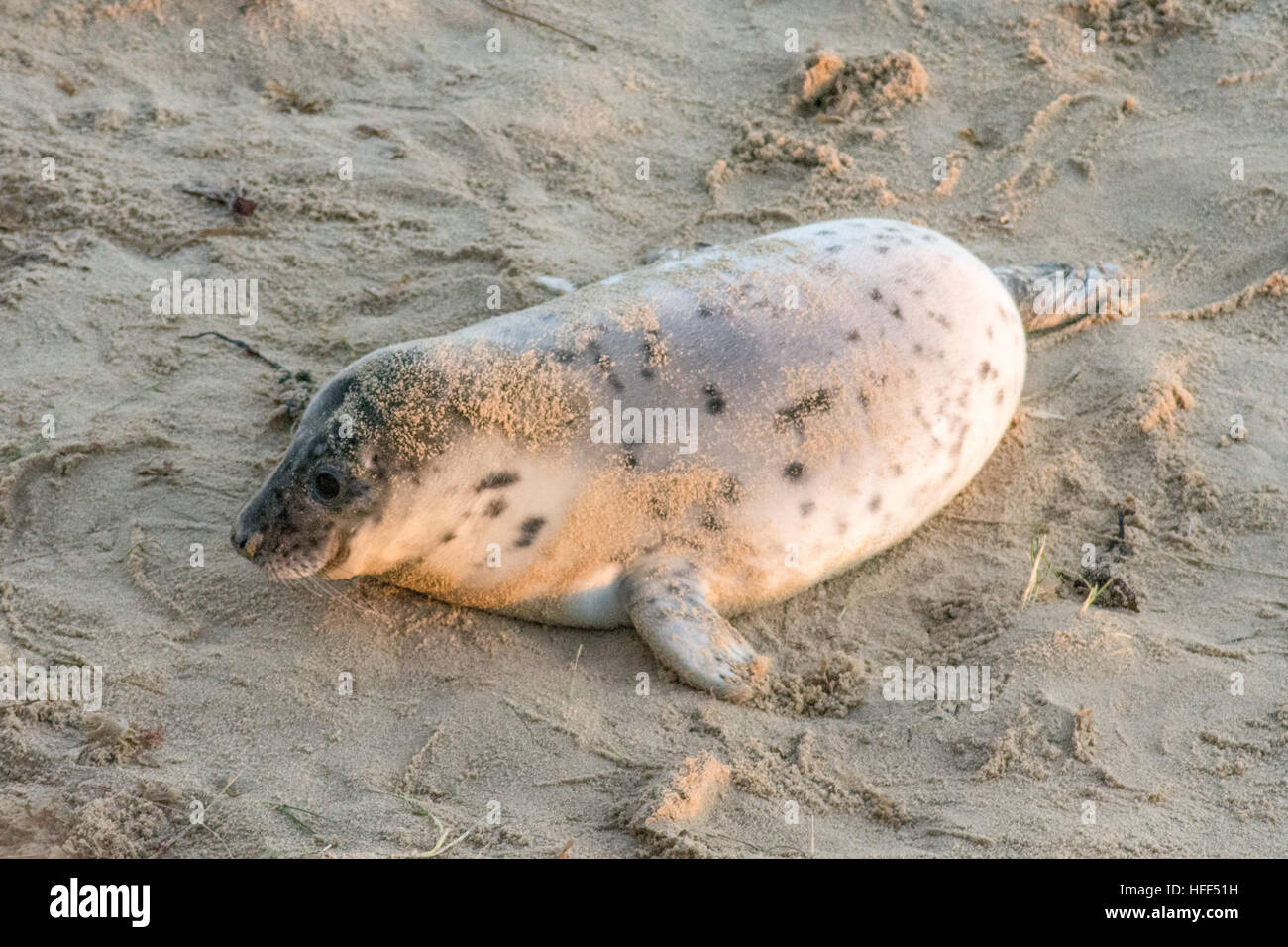 Foca grigia (Halichoerus grypus) sulla spiaggia di sabbia a Norfolk, Regno Unito, durante l'inverno o dicembre Foto Stock