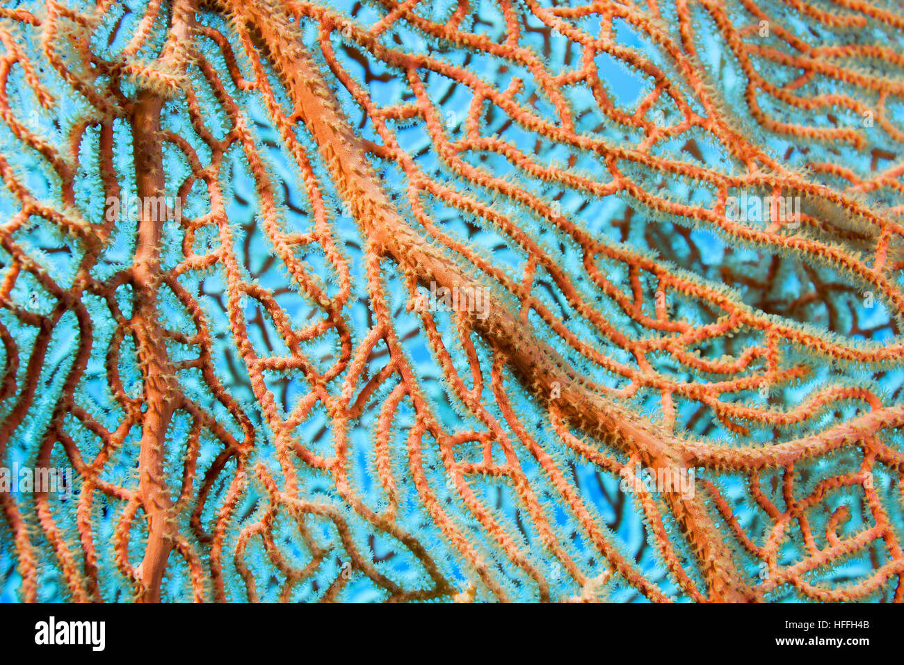 Close-up - soft coral giganti di mare o di ventola di gorgonie fan corallo (Subergorgia mollis) Mare Rosso, Sharm El Sheikh, Sinai, Egitto Foto Stock