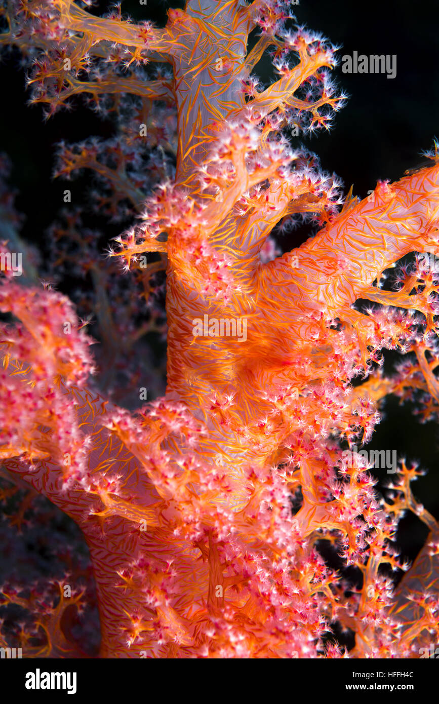 Close-up - soft coral (Dendronephthya hemprichi) Mare Rosso, Sharm El Sheikh, Sinai, Egitto Foto Stock