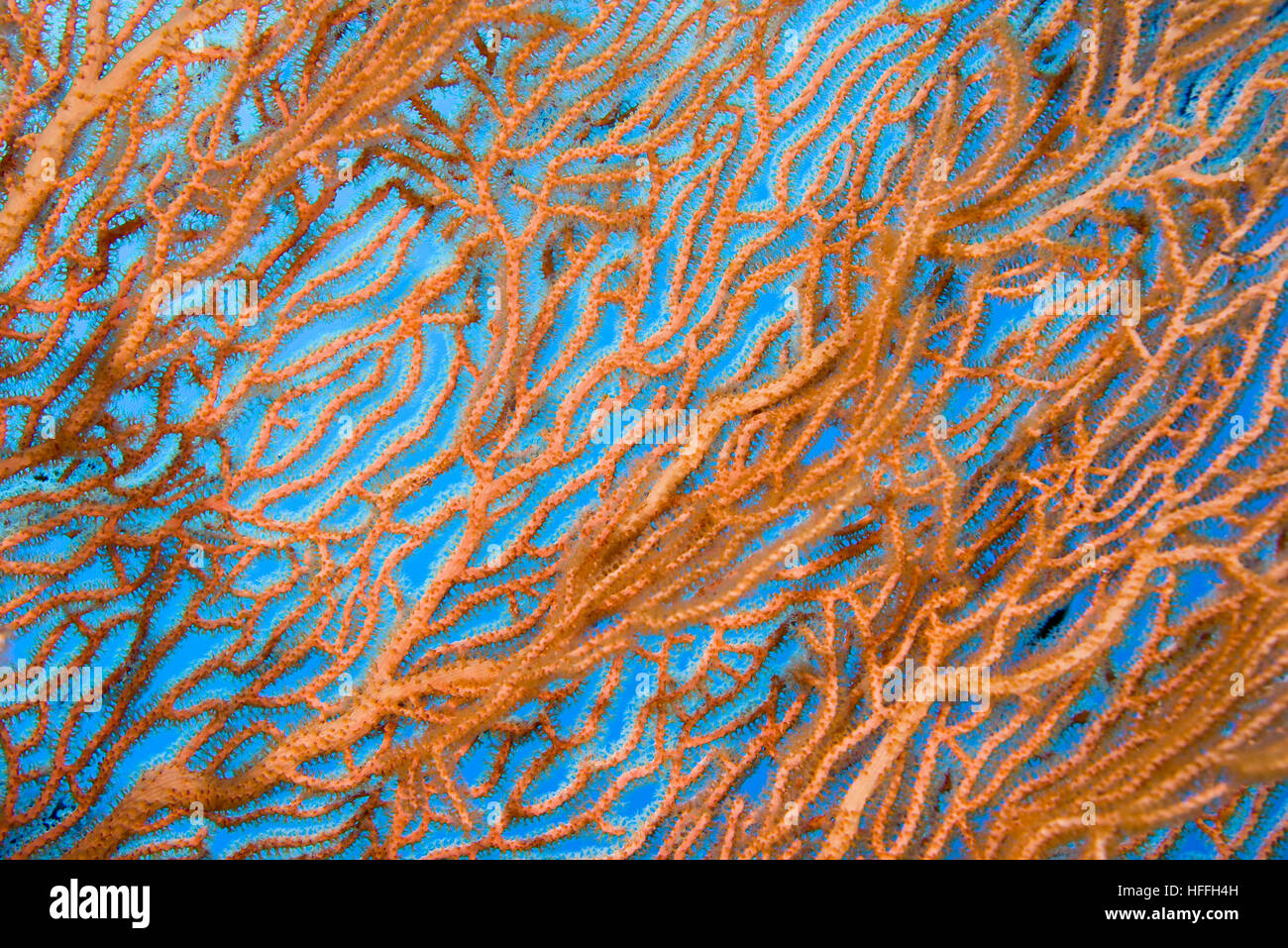 Close-up - soft coral giganti di mare o di ventola di gorgonie fan corallo (Subergorgia mollis) Mare Rosso, Sharm El Sheikh, Sinai, Egitto Foto Stock