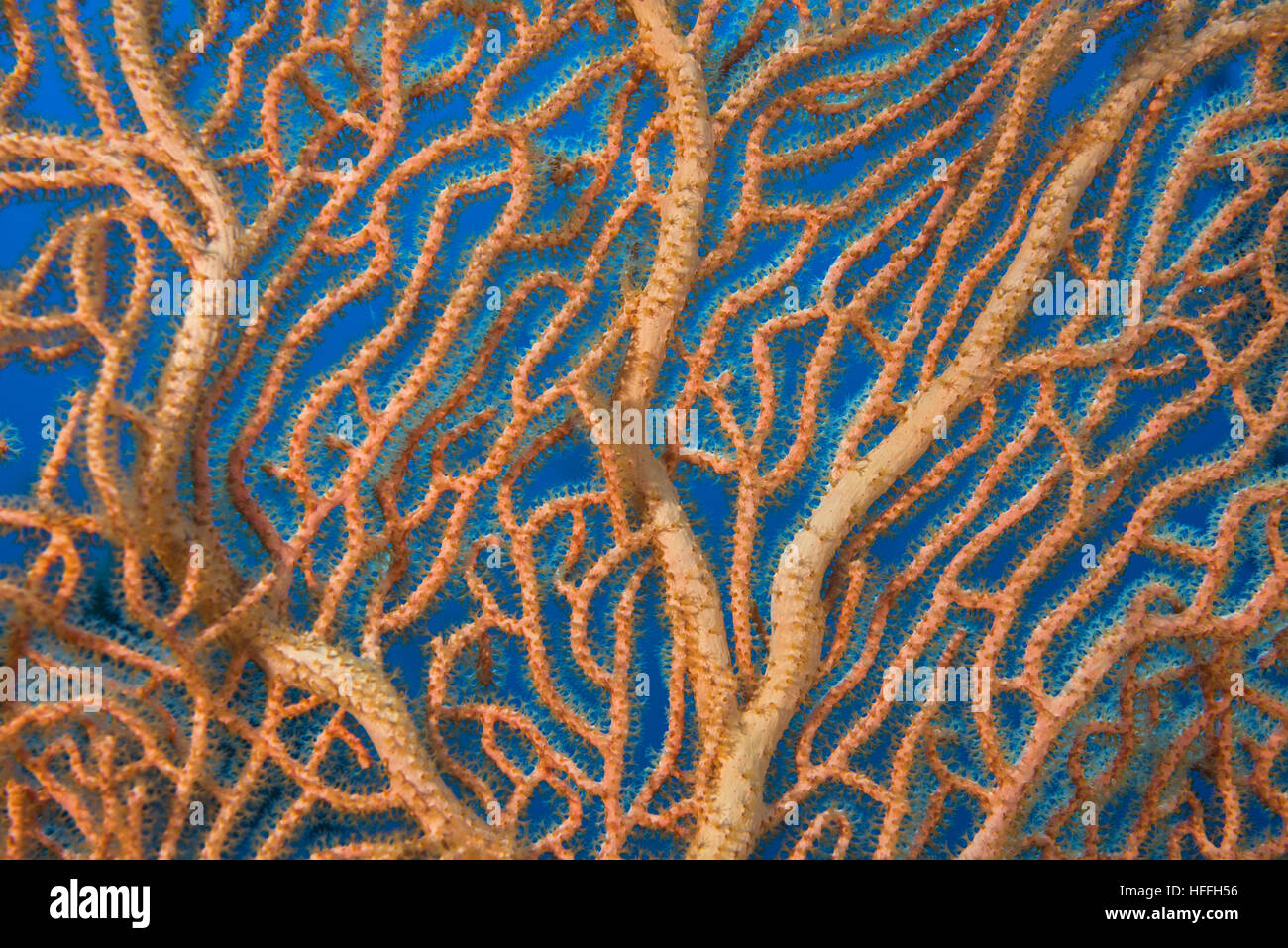 Close-up - soft coral giganti di mare o di ventola di gorgonie fan corallo (Subergorgia mollis) Mare Rosso, Sharm El Sheikh, Sinai, Egitto Foto Stock