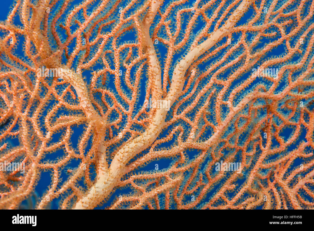 Close-up - soft coral giganti di mare o di ventola di gorgonie fan corallo (Subergorgia mollis) Mare Rosso, Sharm El Sheikh, Sinai, Egitto Foto Stock