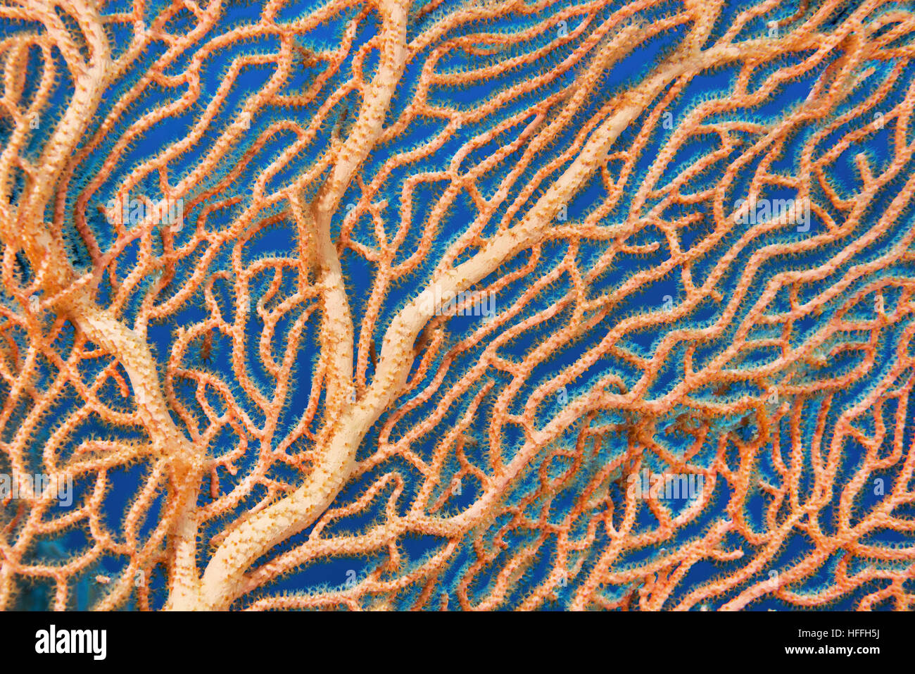 Close-up - soft coral giganti di mare o di ventola di gorgonie fan corallo (Subergorgia mollis) Mare Rosso, Sharm El Sheikh, Sinai, Egitto Foto Stock