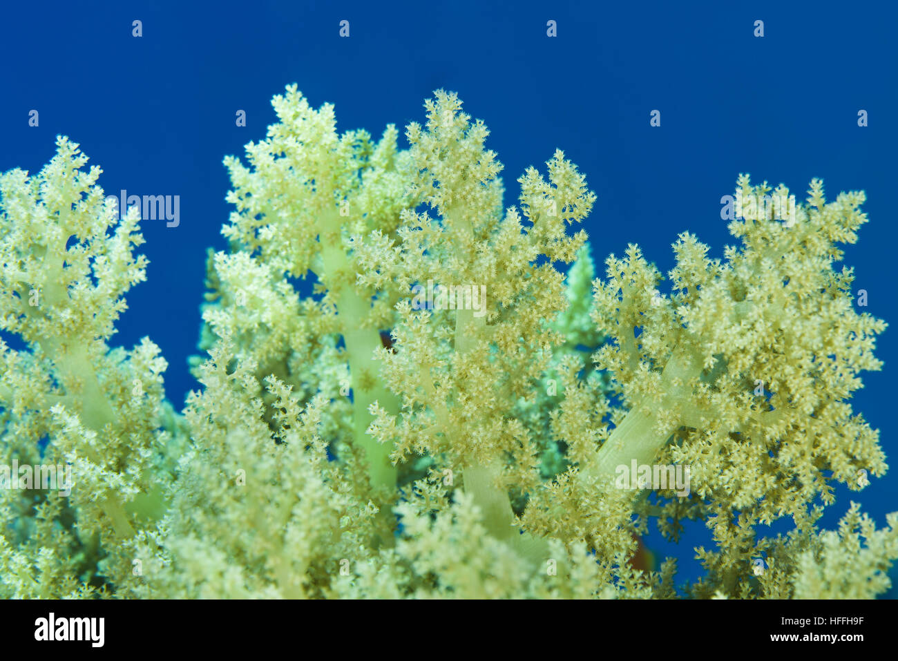Broccoli Coral (Litophyton arboreum) su sfondo blu Mare Rosso, Sharm El Sheikh, Sinai, Egitto Foto Stock