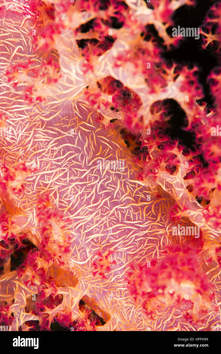 Close-up - soft coral (Dendronephthya hemprichi) Mare Rosso, Sharm El Sheikh, Sinai, Egitto Foto Stock