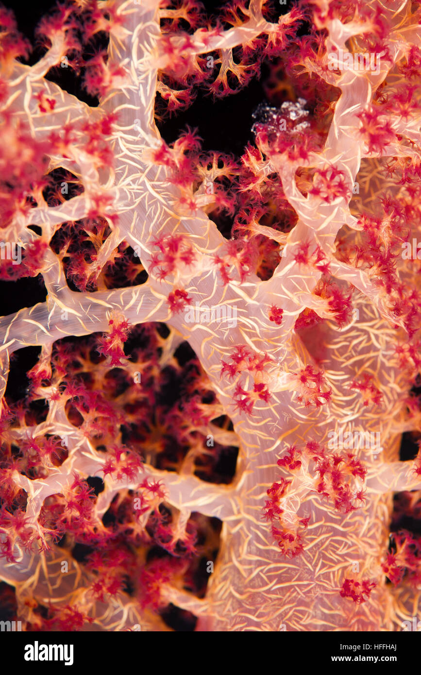 Close-up - soft coral (Dendronephthya hemprichi) Mare Rosso, Sharm El Sheikh, Sinai, Egitto Foto Stock