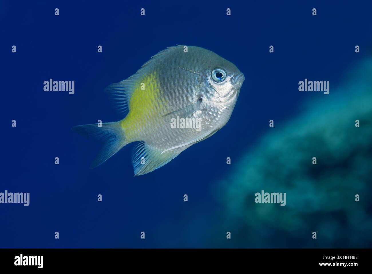 Tonno albacora fanciulla o Yellowflank fanciulla (Amblyglyphidodon flavilatus) sullo sfondo di acqua blu vicino a Coral Reef, Mar Rosso, Sharm El Sheikh, Il Sinai Foto Stock