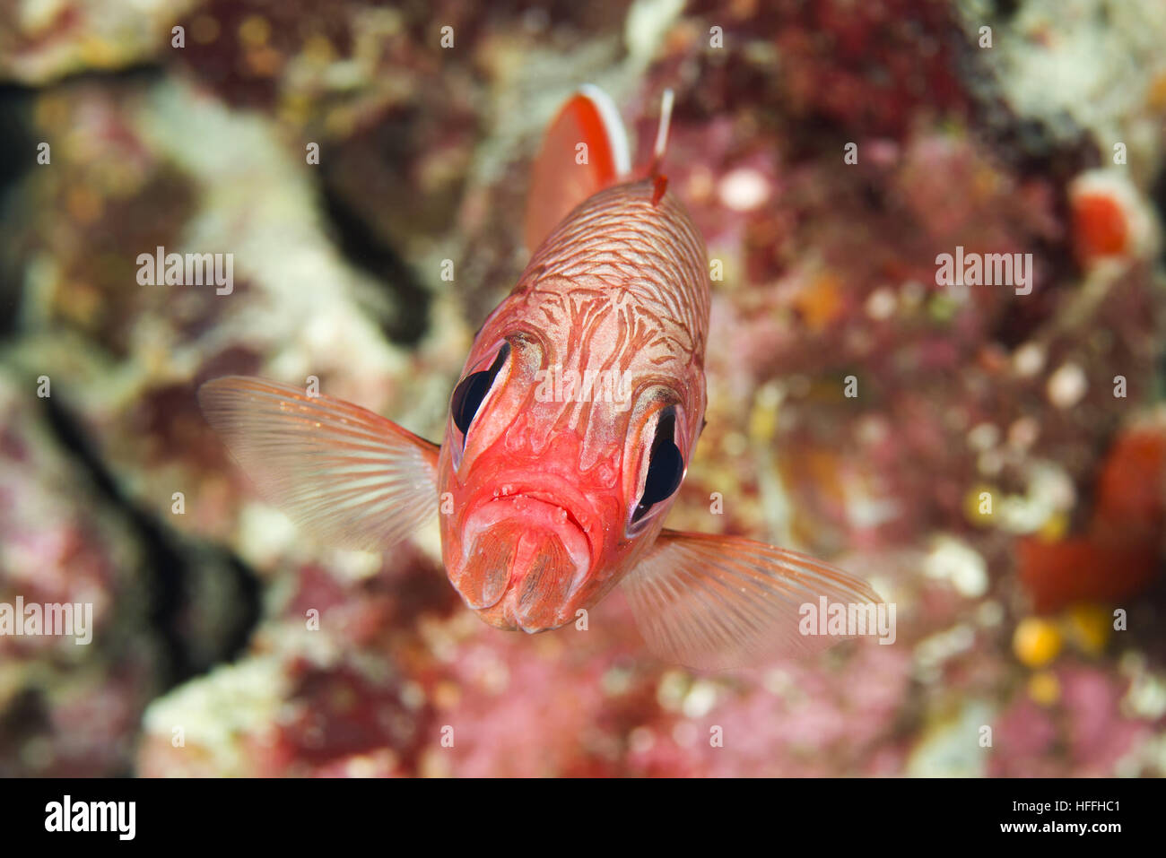 Pigna Soldierfish o Big-eye soldierfish (Myripristis murdjan) galleggianti sullo sfondo di una barriera corallina, Mar Rosso, Sharm El Sheikh, la penisola del Sinai, Foto Stock