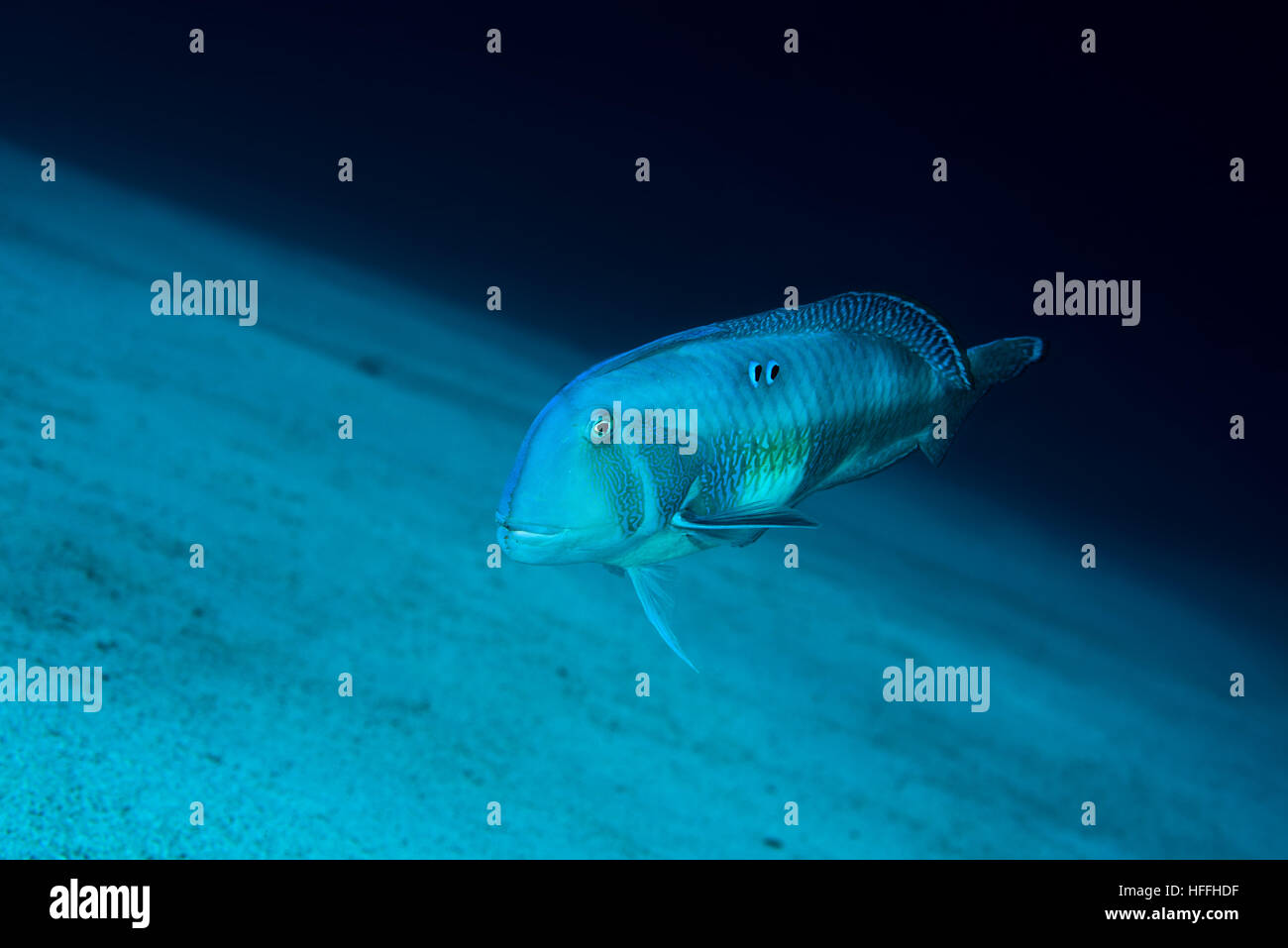 Razorfish perlacea o Cleaver Wrasse (Xyrichtys novacula) nuota su un fondo sabbioso, Mar Rosso, Dahab, Sinai, Egitto Foto Stock