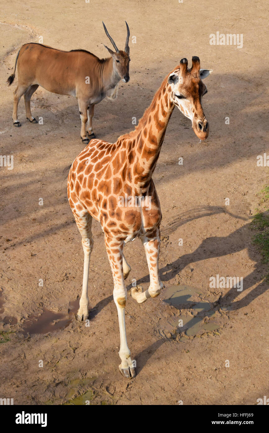 Giraffe Calf e eland antilopi allo zoo Foto Stock