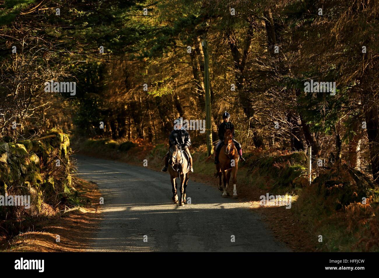 Piloti del cavallino godere inverno mite meteo nella zona di Glencree delle montagne di Dublino. Foto Stock