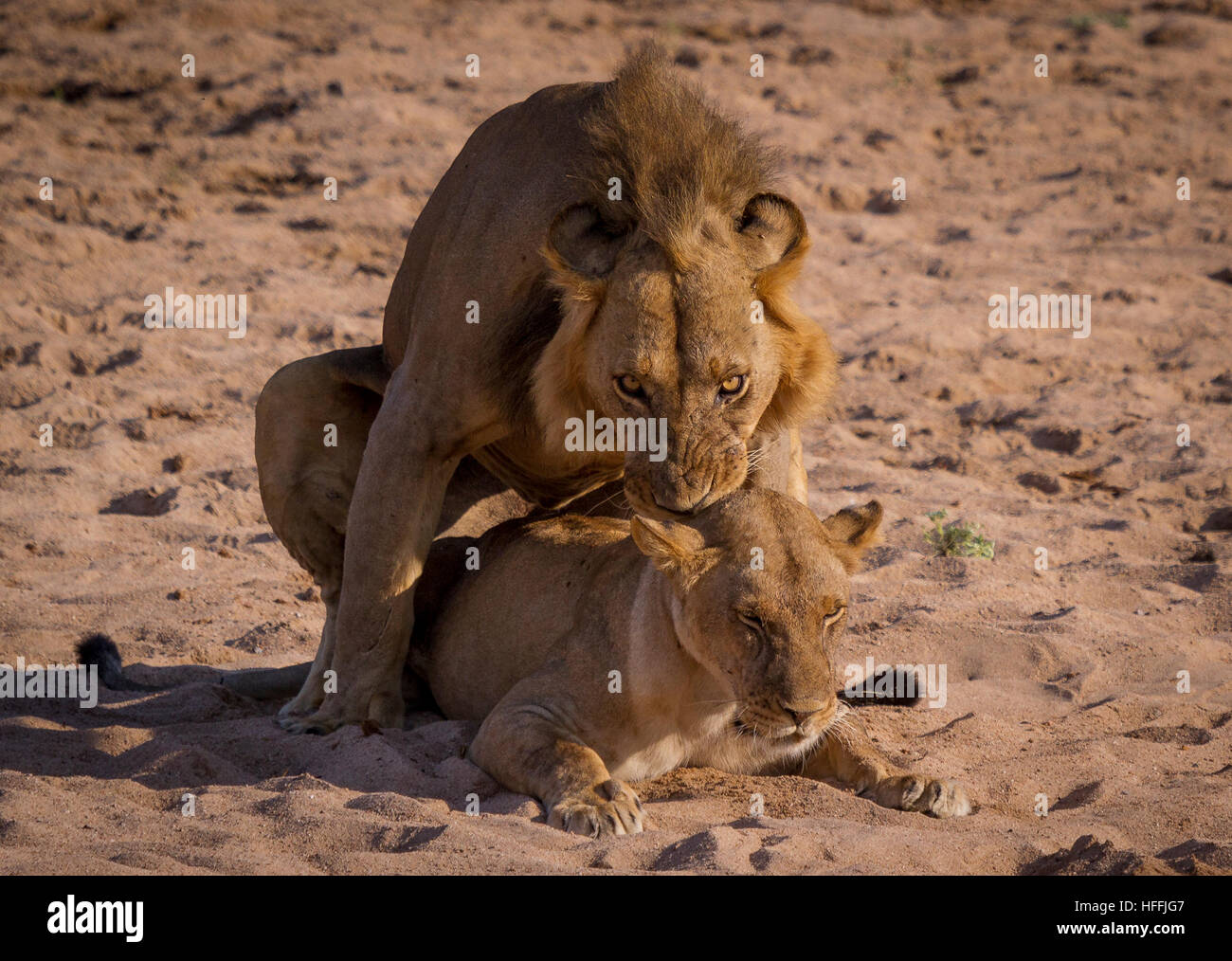 I Lions in accoppiamento un riverbed Foto Stock