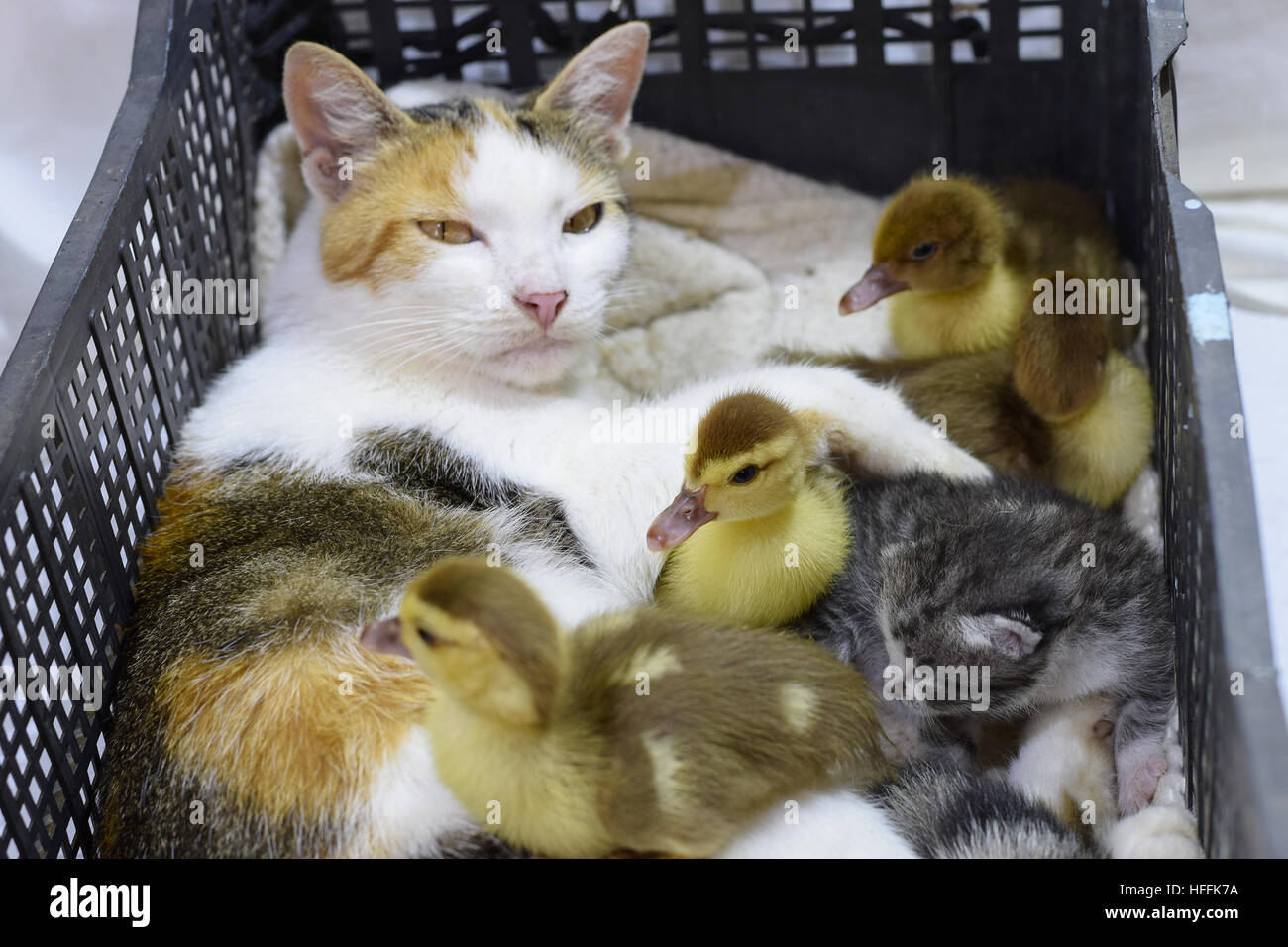 Cat adottivo madre per le papere. Gatto in un cestino con il gattino e ricezione di muschio duck anatroccoli. Foto Stock