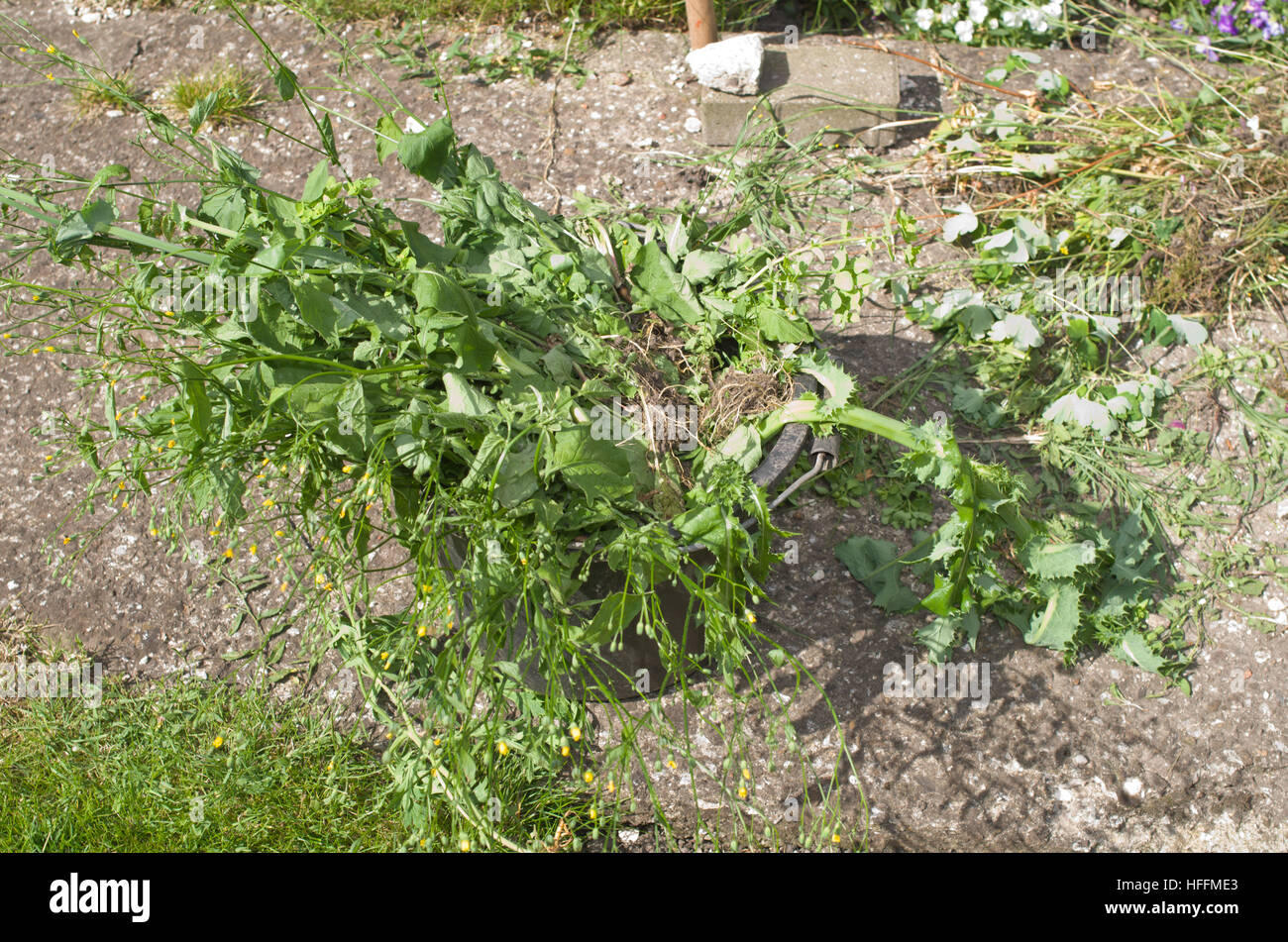 Giardino Erbacce Erbacce mentre il giardinaggio REGNO UNITO Foto Stock