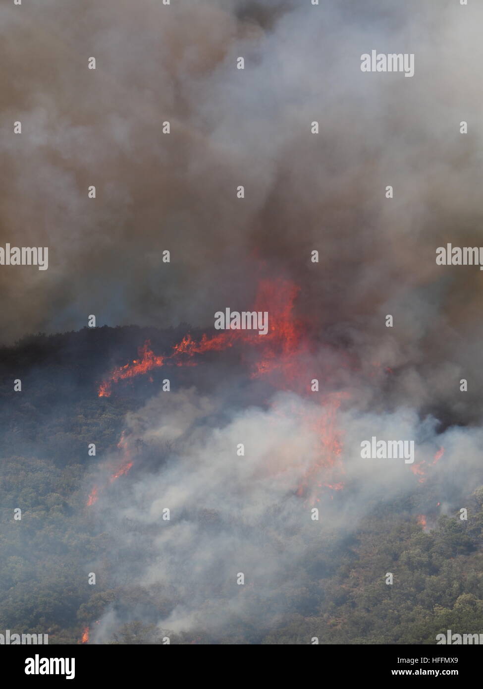 Selvaggio incontrollato di incendi in calore di estate Foto Stock