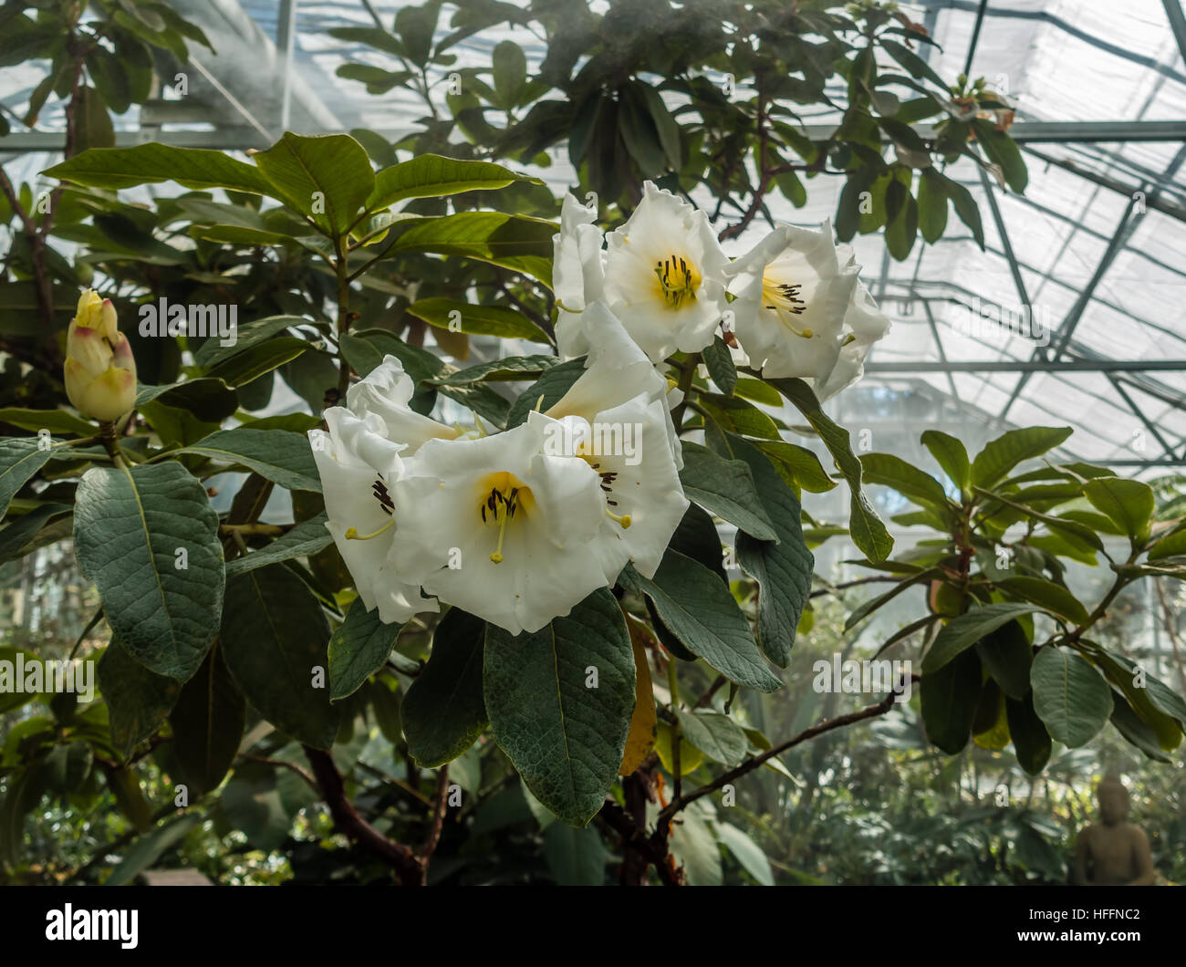 Foto di grandi fiori di colore bianco con un tocco di giallo. Posizione - Specie di rododendro Giardino Botanico. Foto Stock