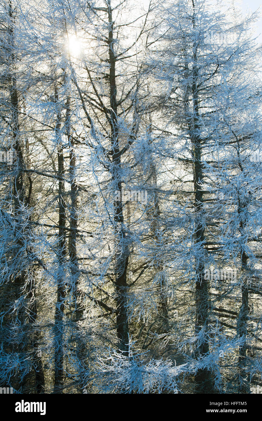 Gelido inverno alberi in Scottish Borders. Scozia Foto Stock