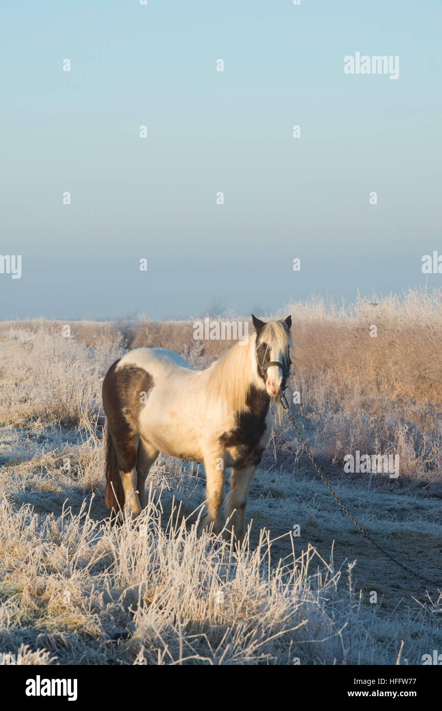 Cavallo zingara nel nebbioso gelo invernale su una strada cotswold. Cotswolds, Gloucestershire, Inghilterra Foto Stock