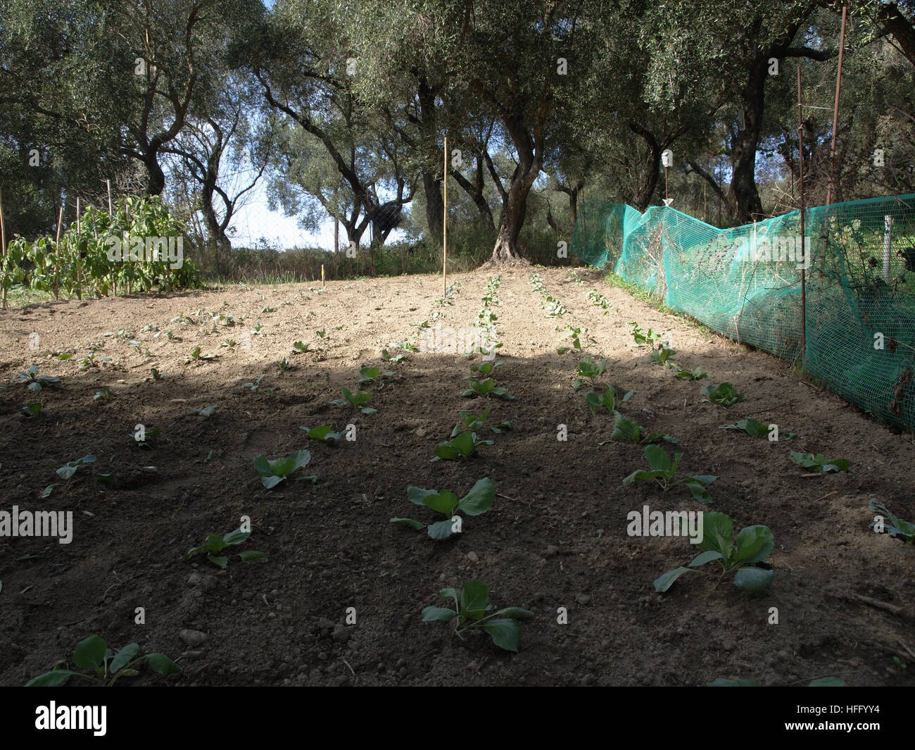 Cavoli cappucci in crescita in orto in giardino a Corfu Grecia Foto Stock