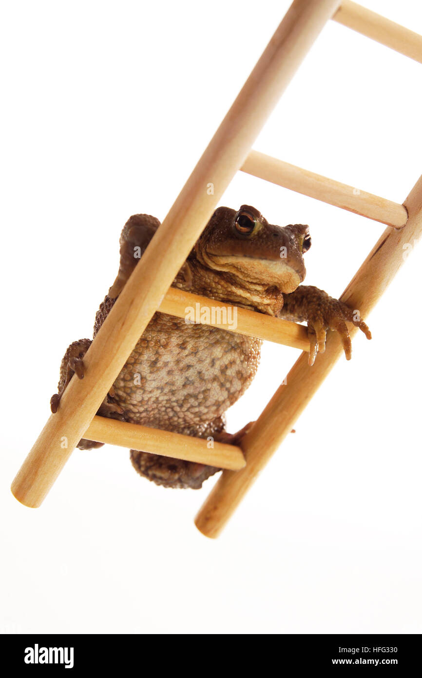Toad (Bufo) salendo una scaletta di legno Foto Stock
