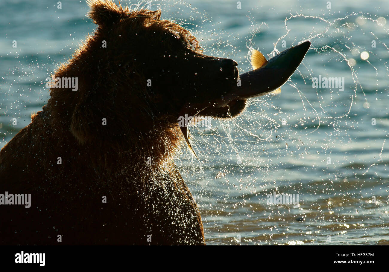 L'orso bruno (Ursus arctos) caccia, con salmone nella sua bocca, retroilluminato, Kurile Lago in Kamchatka, Russia Foto Stock
