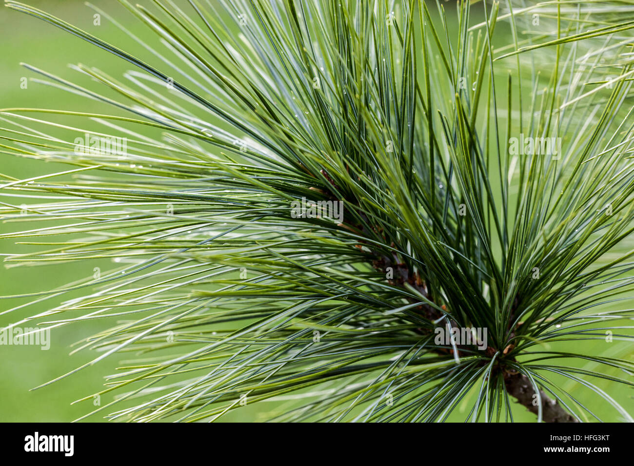 Pino a foglia lunga, Pinus stylesii Pinus Needles close up, Pineneedles Foto Stock