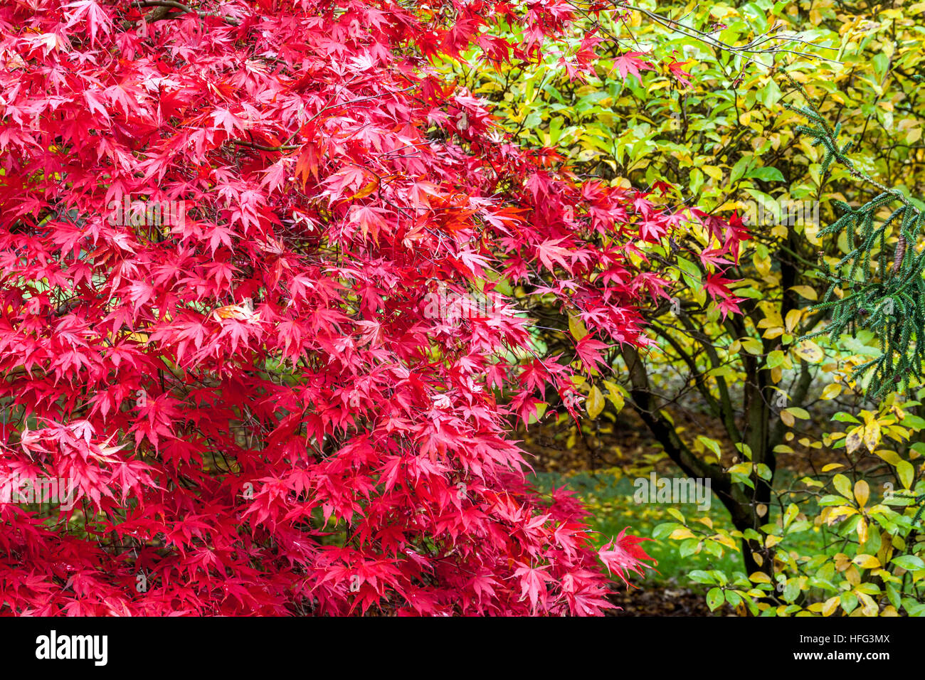 Acer palmatum autunno Rosso Giapponese Acero giardino foglie autunnali Acero Acero Giardino colori autunnali Foto Stock