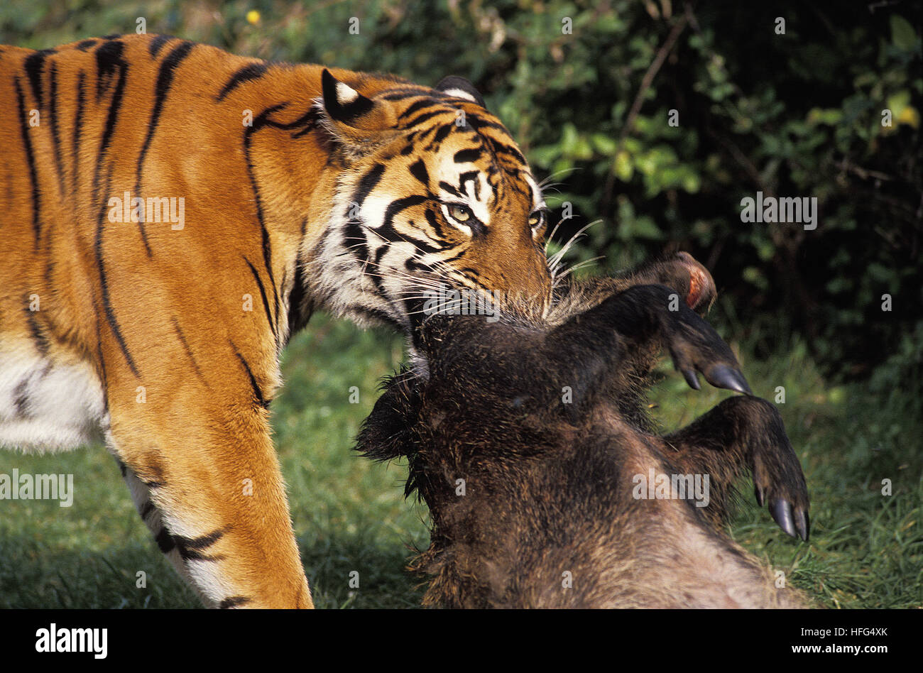La tigre di Sumatra, panthera tigris sumatrae, Adulto con un kill, un cinghiale Foto Stock
