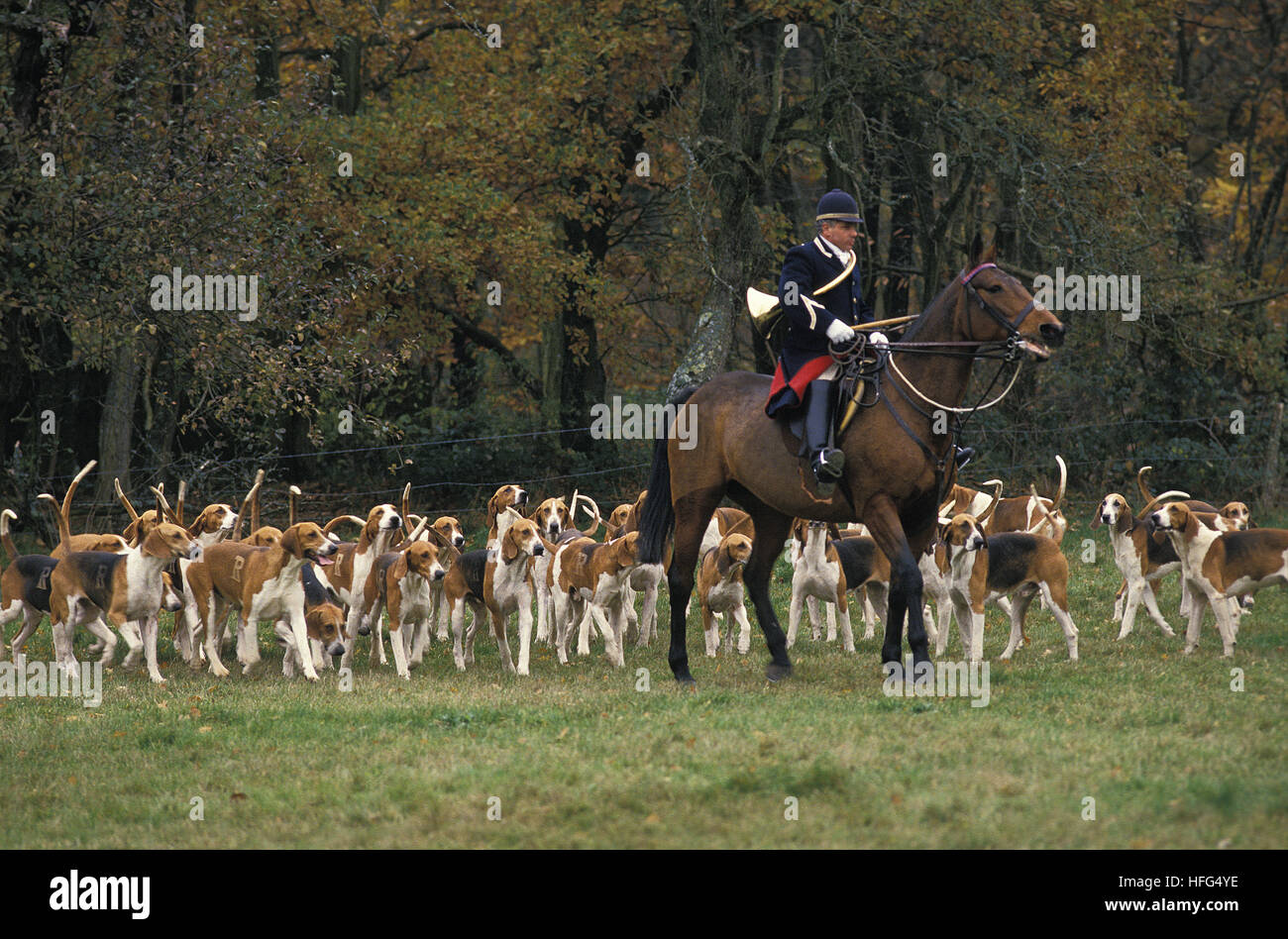 La caccia alla volpe con confezione di Poitevin cani e grande anglo-francese Hounds Foto Stock