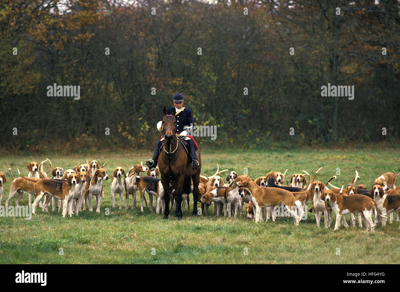 La caccia alla volpe con confezione di Poitevin cani e grande anglo-francese Hounds Foto Stock