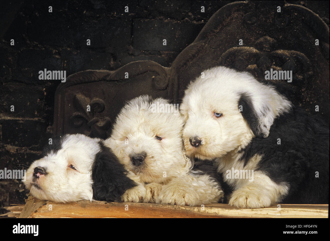 Bobtail cane o Old English Sheepdog, cuccioli posa Foto Stock