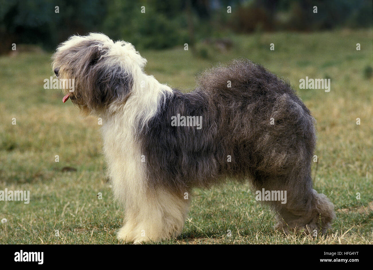 Bobtail cane o Old English Sheepdog, adulti in piedi sull'erba Foto Stock