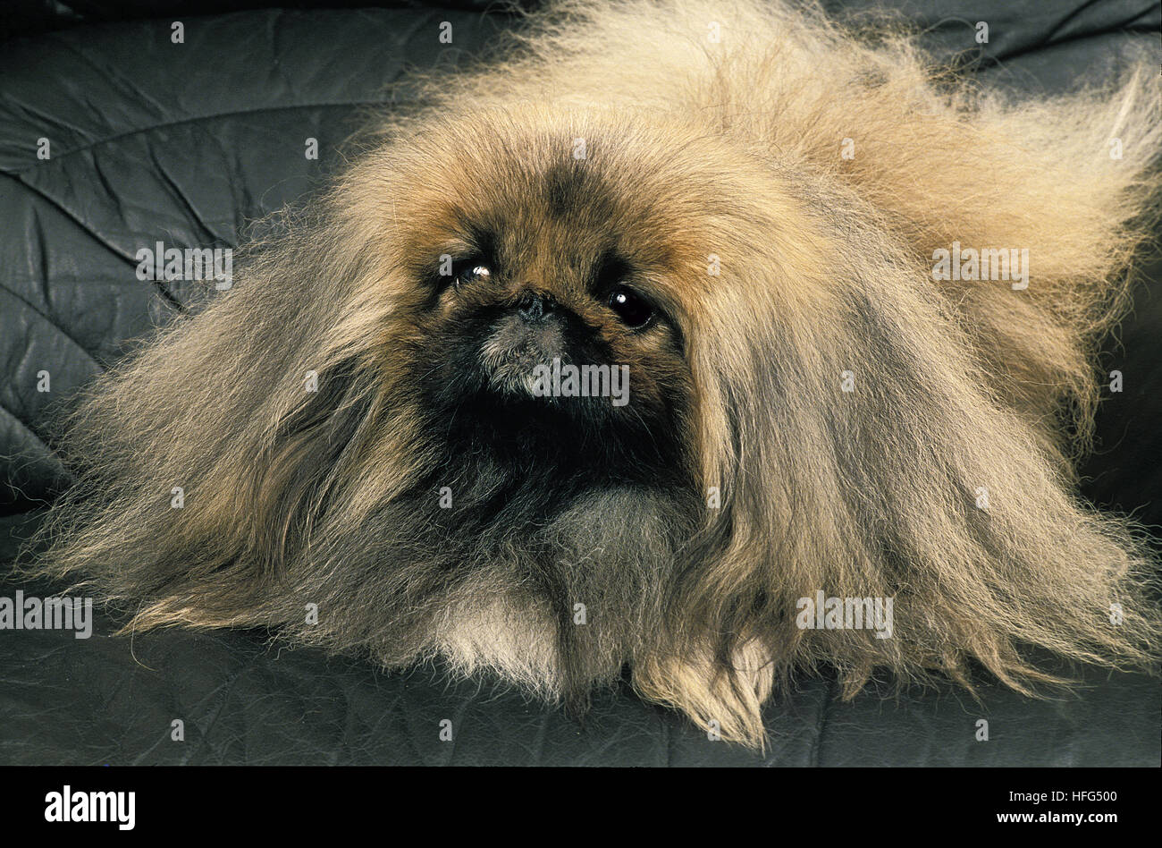 Pekinese Dog posa del divano Foto Stock