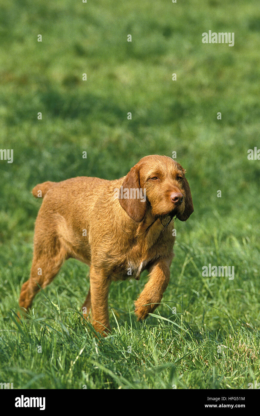 Puntatore ungherese o Vizsla cane, Puntamento Foto Stock
