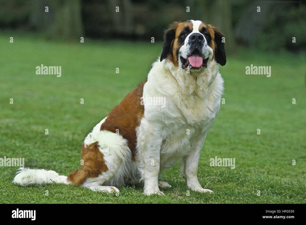 San Bernardo, cane di salvataggio Foto Stock