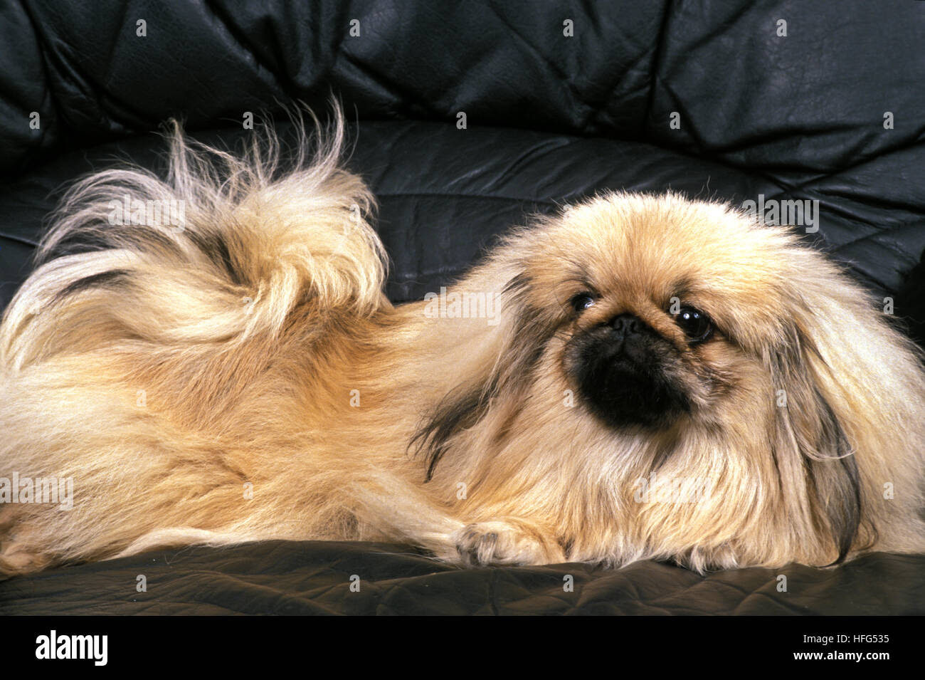 Pekinese Dog posa del divano Foto Stock