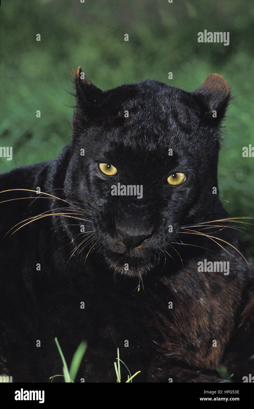 Black Panther, panthera pardus, Adulti posa sull'erba Foto Stock