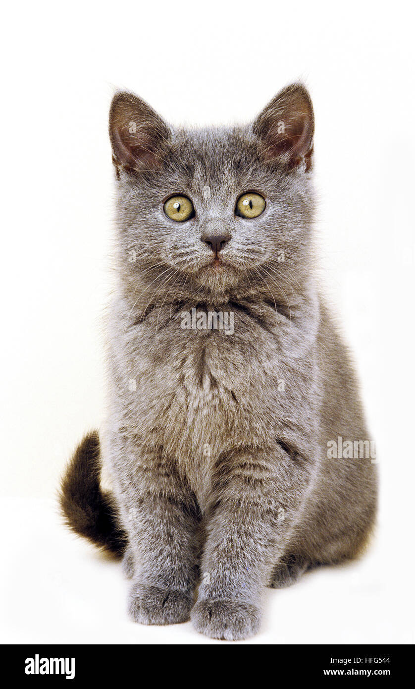 Chartreux gatto domestico, gattino seduto contro uno sfondo bianco Foto Stock