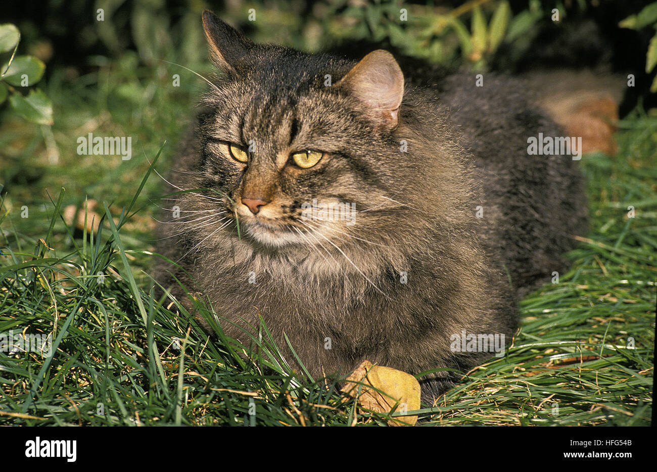 Skogkatt gatto domestico, Adulti posa sull'erba Foto Stock