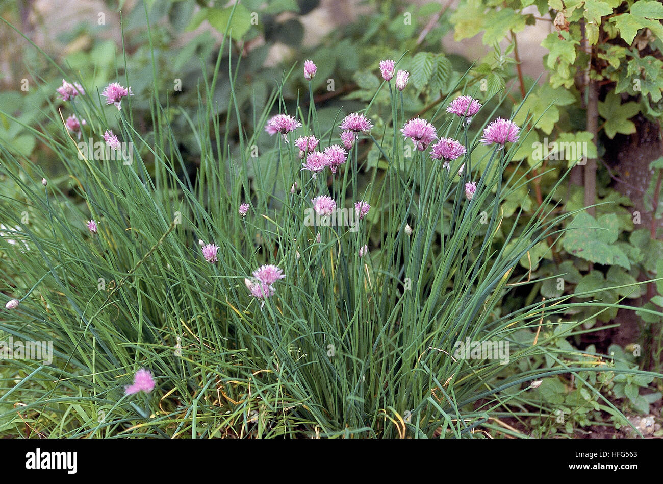 Fioritura di erba cipollina Allium schoenoprasum Foto Stock