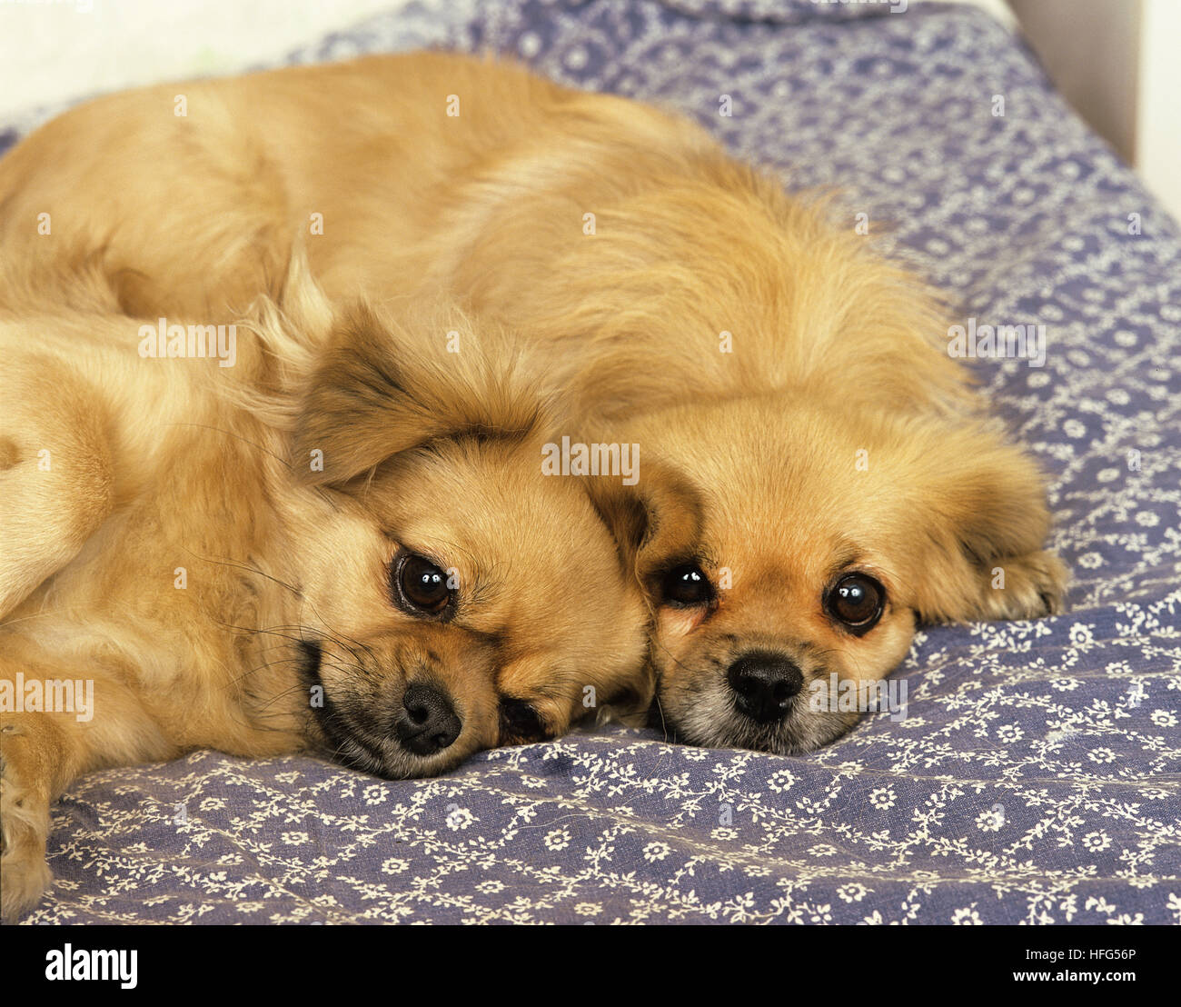 Tibetan Spaniel appoggiata Foto Stock