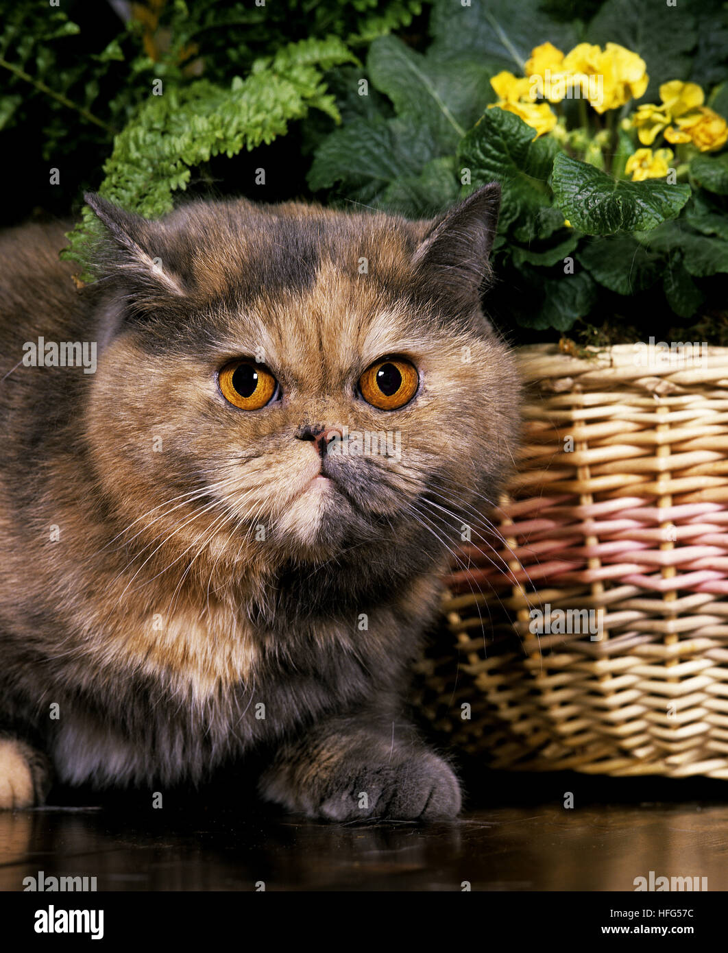 Exotic Shorthair gatto domestico vicino a fiore Foto Stock