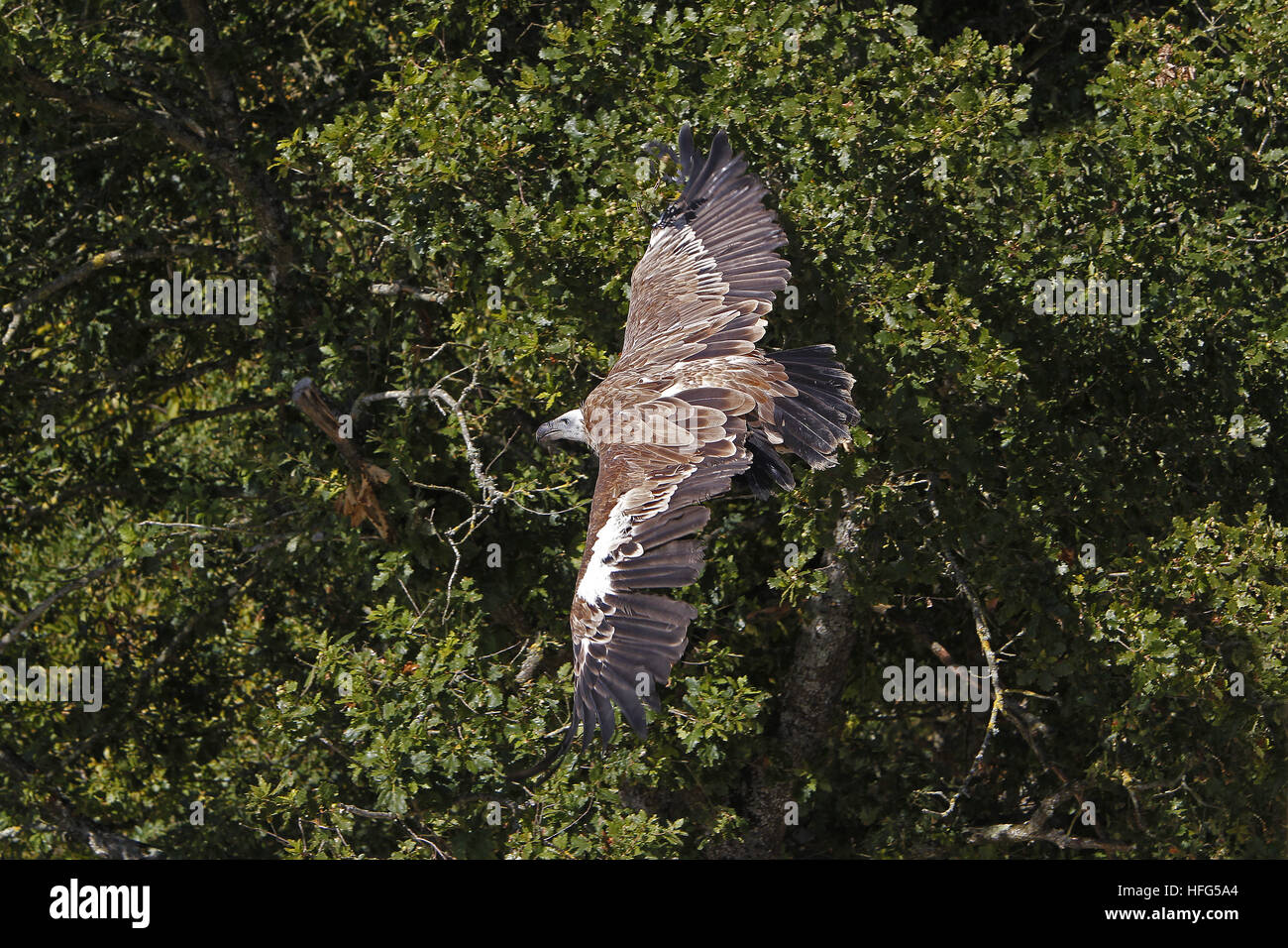 Grifone, Gyps fulvus, adulti in volo Foto Stock