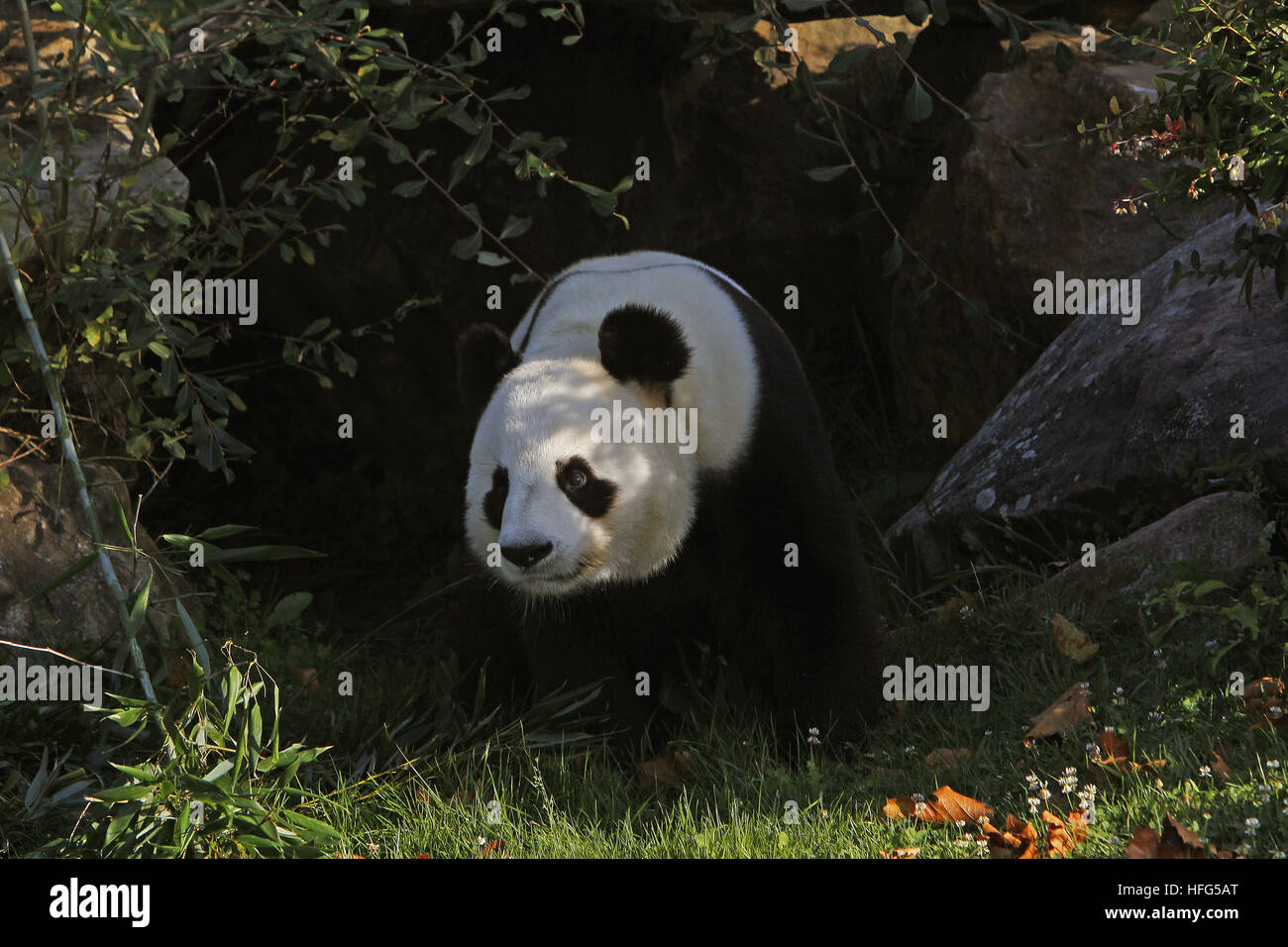 Panda gigante, Ailuropoda melanoleuca Foto Stock