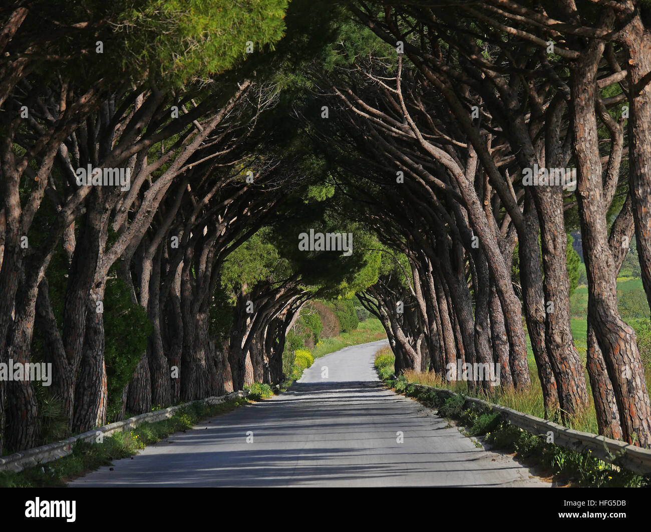 Strada fiancheggiata da alberi, Agrigento in Sicilia, Italia Foto Stock
