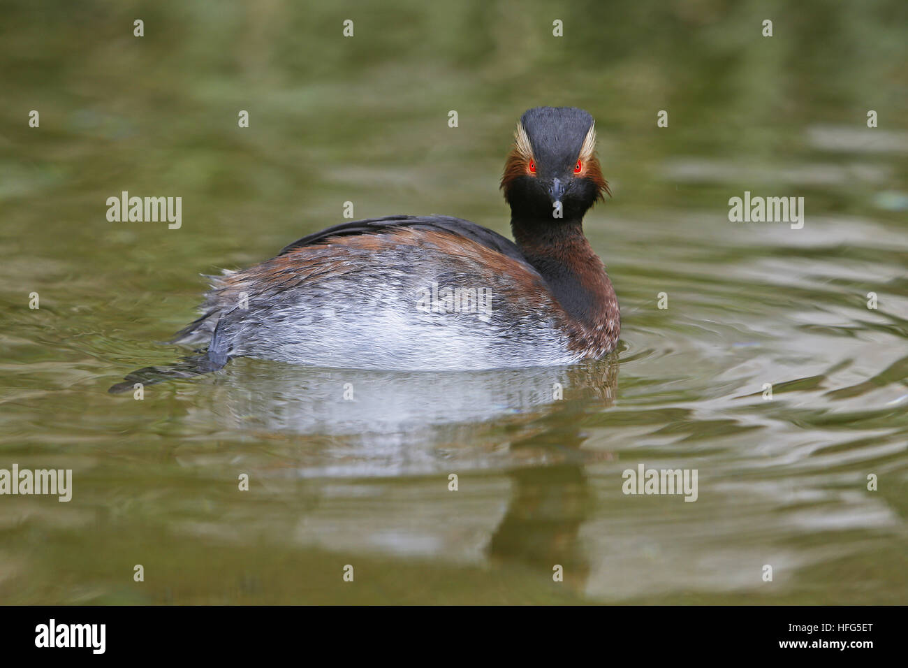 Nero a collo svasso, podiceps nigricollis, piscina adulti su stagno, Pirenei nel sud-ovest della Francia Foto Stock